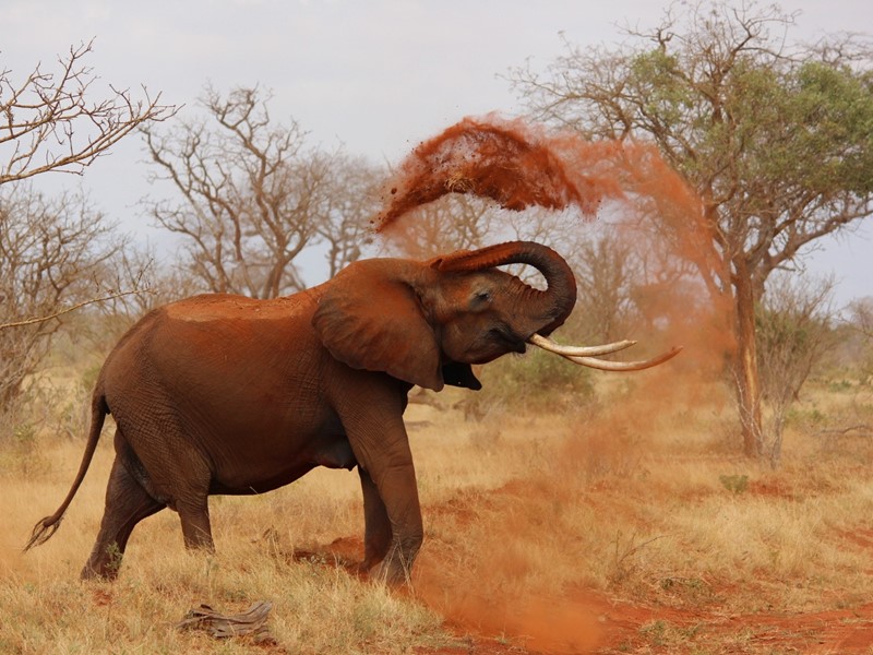 African Adventures